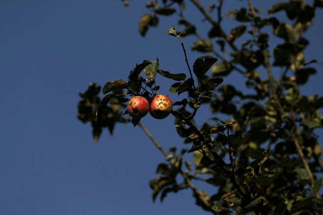 Jabolko postane »stvarni predmet« že s samim naslovom zbirke, ki ga s pogovorno maniro vrže z morebitnega piedestala simbolnih konotacij. FOTO: Francis Mascarenhas/Reuters