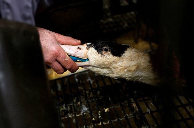 Proizvodnja gosje paštete temelji na prisilnem krmljenju živali. Na fotografiji krmljenje goske na perutninarski farmi v Franciji. FOTO: Stephane Mahe/Reuters