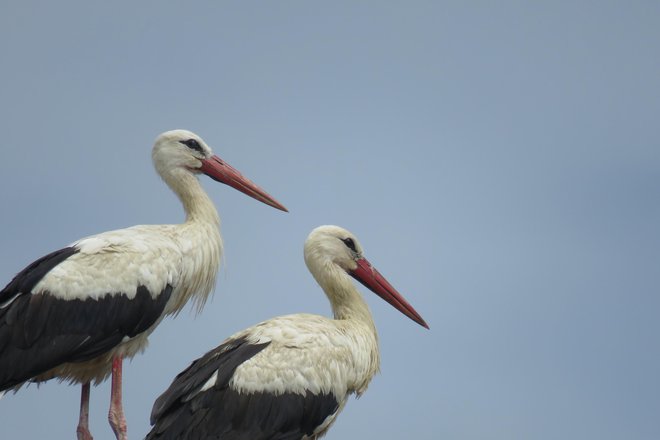 Ponosni par z Imena FOTO: Urša Gajšek