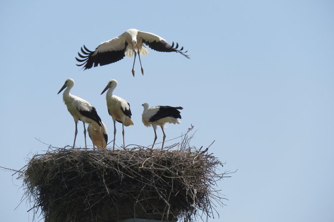 Življenje staršev je precej stresno: mlada štorklja v poprečju potrebuje 1,5 kilograma hrane na dan. FOTO: Urša Gajšek