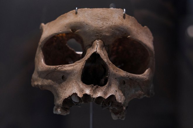Podrobnejša analiza človeških kosti z magdalenjenskih najdišč po vsej Evropi je razkrila, da so obdelane podobno kot živalske. FOTO: Shutterstock