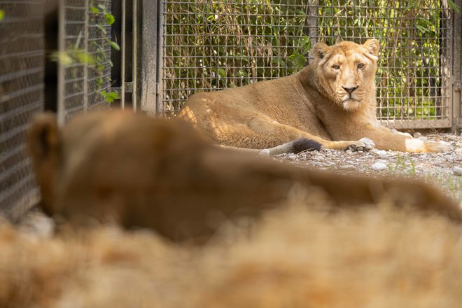 Levinja Živana pogleda Čajo. FOTO: Petra Hrovatin/ arhiv Zoo Ljubljana