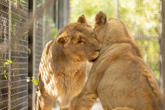 Levinja Živana se prijazno stisne k Čaji. FOTO: Petra Hrovatin/ arhiv Zoo Ljubljana