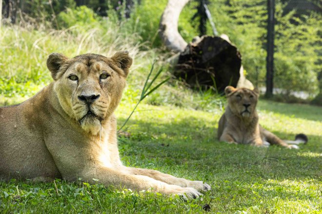 Po medsebojnem pozdravljanju in spoznavanju danes mirno sobivata v ogradi. FOTO: Petra Hrovatin/arhiv Zoo Ljubljana