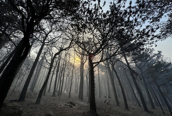 Opustošena narava v parku Biokovo. FOTO: Ivo Cagalj/Pixsell
