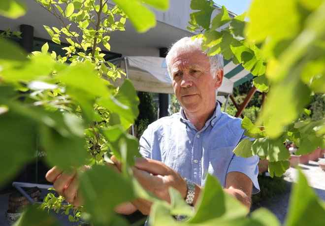 »Ginko je primer vrste drevesa, ki prikazuje, kako trdoživa je narava, je dejal Jože Bavcon.« FOTO: Dejan Javornik