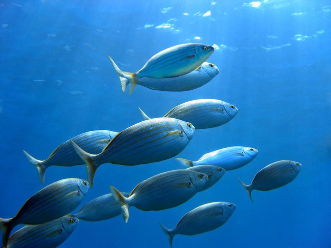 Salpe so pogoste tudi v našem morju. FOTO: Damocean Getty Images/istockphoto