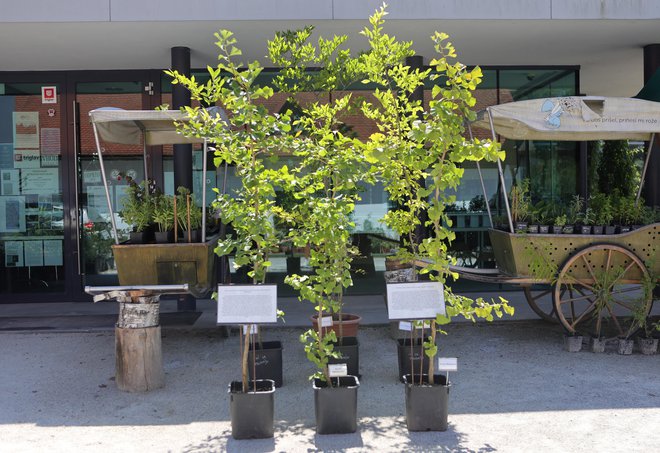 Drevesa vrst dvokrpi ginko in japonski koprivovec, ki so zrasle iz semen preživelih dreves iz Hirošime. FOTO: Dejan Javornik