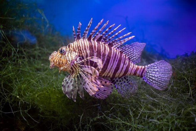 Opozorili, da je pojav te ribe le eden od znanilcev nove podobe Jadranskega morja. FOTO: Shutterstock