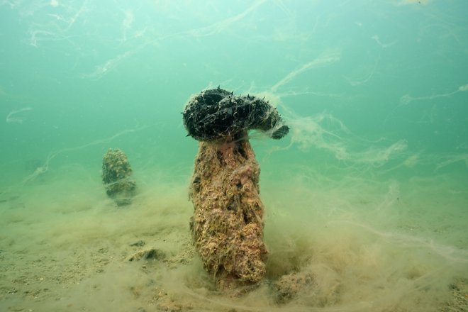 Morska kumara je poskušala ubežati sluzi tako, da se je povzpela na pokojnega leščurja. FOTO: Borut Mavrič