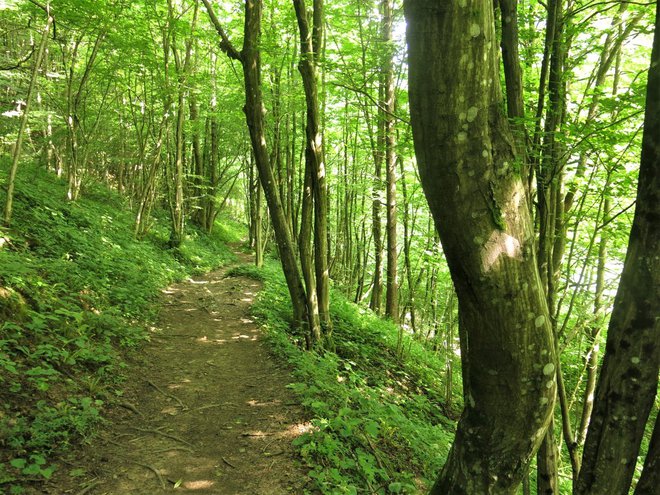 Letos organizatorji prvič pripravljajo tekaško preizkušnjo po bližnjih gričkih. FOTO: Zavod za turizem Idrija