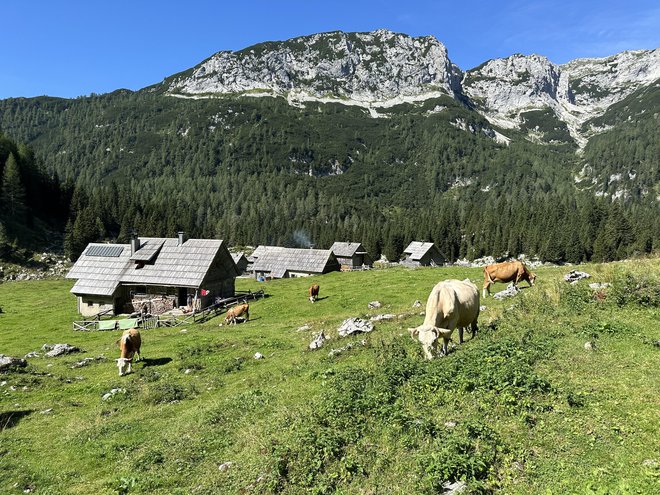 Na Planini v Lazu se pase ducat krav, družbo jim delajo ovce in lama. FOTO: Simona Bandur