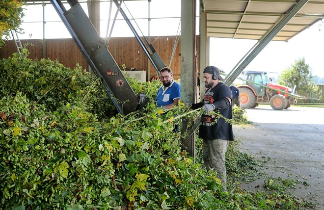 Letošnja letina bo podpovprečna, a ne katastrofalna. FOTO: Blaž Samec/Delo