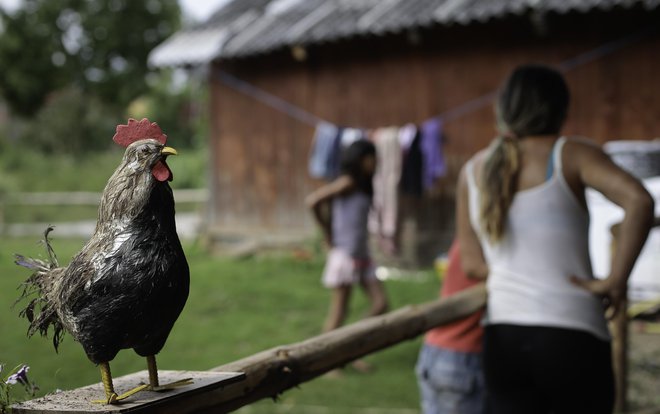 Romsko naselje Žabjak pri Novem mesu. FOTO: Jože Suhadolnik/Delo