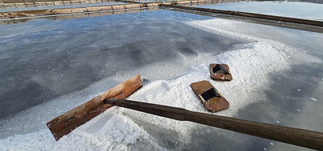 Solna žetev gre h koncu. O pravem koncu bo odločila količina padavin. Foto Boris Šuligoj