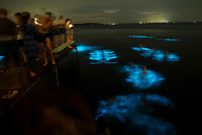 Na plaži Veddelev v fjordu Roskilde na Danskem ljudje občudujejo naravni pojav bioluminiscence. Toplo vreme je zagotovilo dobre pogoje za opazovanje svetlečih alg v vodi. Vidite jih lahko, kako se v temi zasvetijo, ko se v vodi nekaj premakne. Foto: Mads Claus Rasmussen/Afp