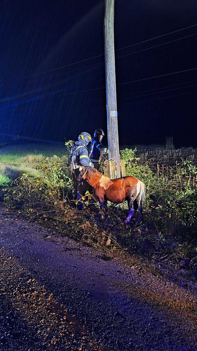 Iz romskega naselja v občini Grosuplje, ki ga je ponoči poplavil potok, so gasilci reševali tudi živali. FOTO: Pgd Šmarje Sap