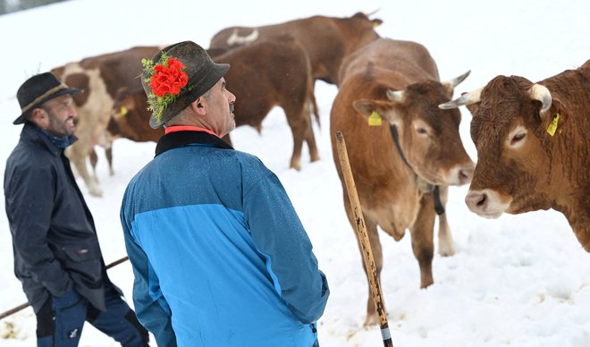 Pastirje in krave je presenetil sneg, Lautasch na Tirolskem. FOTO: Angelika Warmuth/Reuters