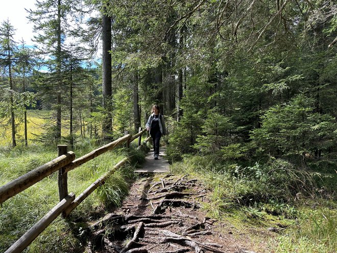 Barjanske površine so zelo občutljive, zato si lahko obiskovalci ogledajo le visoko barje Goreljek, pri ostalih gibanje ni dovoljeno. FOTO: Simona Bandur