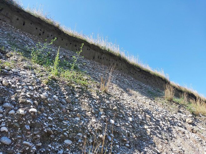 Navpična peščena stena za gnezditev breguljk FOTO: Matej Gamser