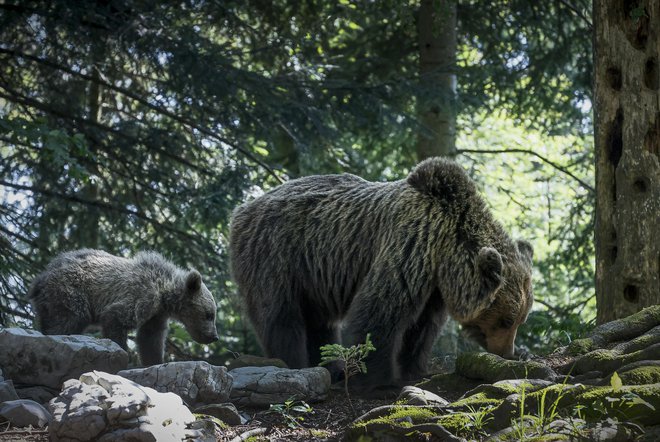 Medveda so usmrtili. Fotografija je simbolična. FOTO: Jože Suhadolnik/Delo