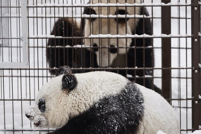 Samec panda Hua Bao, imenovan Pyry, in samica Jin Bao Bao, ki je na Finskem dobila ime Lumi, sta se tako igrala ob odprtju leta 2018. FOTO: Reuters