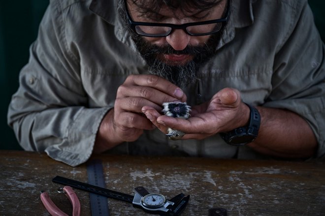 Znanstvenik observatorija za ptice Antikythera Christos Barboutis na majhnem otoku Antikythera opravlja biometrične meritve ptice črnoglavke (Sylvia atricapilla). Majhen otok s približno dvajsetimi prebivalci, obdan s klifi, ki leži sredi Egejskega morja na koncu Balkanskega polotoka v vzhodnem Sredozemlju, je privilegiran koridor za ptice selivke. Jeseni se iz severne Evrope v Afriko selijo grlice, pevke, vijeglavke, zeleni, rumeni in oranžni čebelarji ter kanje, sokoli in druge ptice roparice. Spomladi se odpravijo v nasprotno smer. Foto: Aris Messinis/Afp