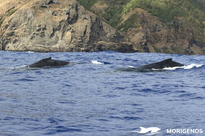 Kiti grbavci pred otokom Pitcairn. Foto Tilen Genov