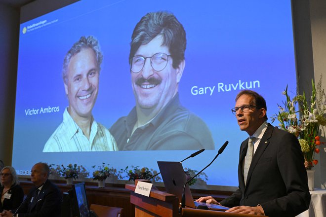 Thomas Perlmann med predstavitvijo letošnjil lavreatov za medicino Victorja Ambrosa in Garyja Ruvkuma. FOTO: Jonathan Nackstrand/AFP