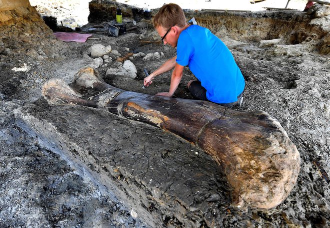 Na fotografiji stegnenica zavropoda, ki so jo v Angeacu odkrili leta 2019. FOTO: AFP