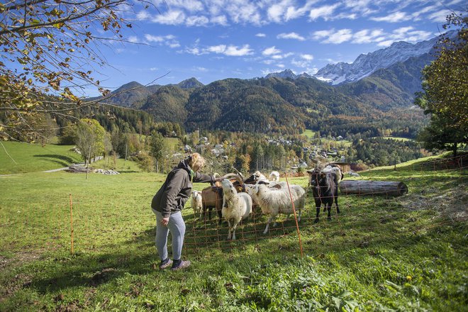 Zaradi nedoseganja ugodnega stanja travniških ptic in metuljev na šestih območjih omrežja Natura 2000 je julija 2019 evropska komisija Sloveniji poslala uradni opomin. Zdaj je država pred tožbo pred sodiščem EU. FOTO: Leon Vidic/Delo