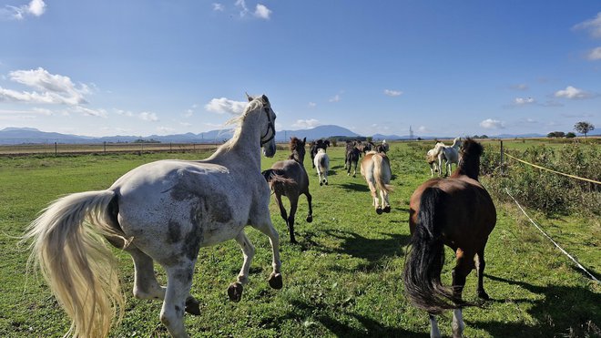 V konjeniškem parku Starošince ponujajo tudi terapije s konji. FOTO: Mitja Felc