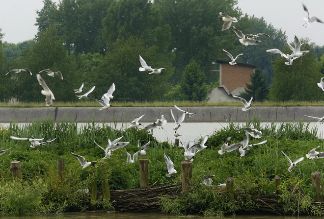 Nacionalni veterinarski inštitut je visoko patogeno aviarno influenco H5N1 odkril pri dveh poginulih labodih grbcih, najdenih na Ptujskem jezeru. FOTO: Blaž Samec/Delo