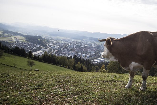 Trasa načrtovane obvoznice neposredno in posredno trajno uniči sto hektarov obdelovalnih površin v občini Slovenj Gradec. FOTO: Leon Vidic/Delo