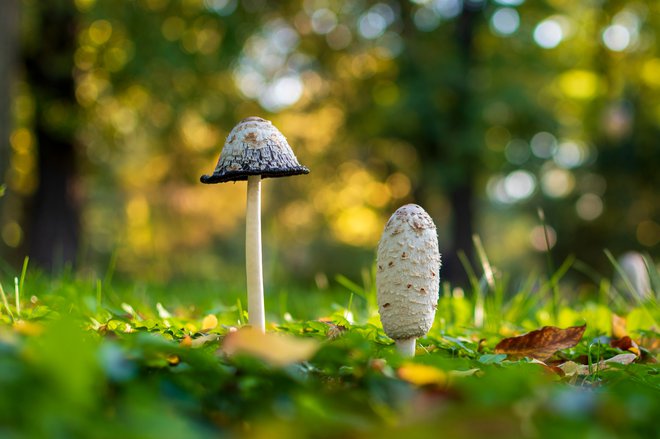 Pri veliki tintnici širjenje trosov poteka preko tekočine, ki kaplja iz klobuka, raznašajo pa jih insekti in voda. FOTO: Shutterstock