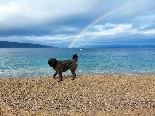 Iz hiše ga zvabi le še voda, ali pa jutranje tiščanje na vodo. FOTO: Maja Prijatelj Videmšek