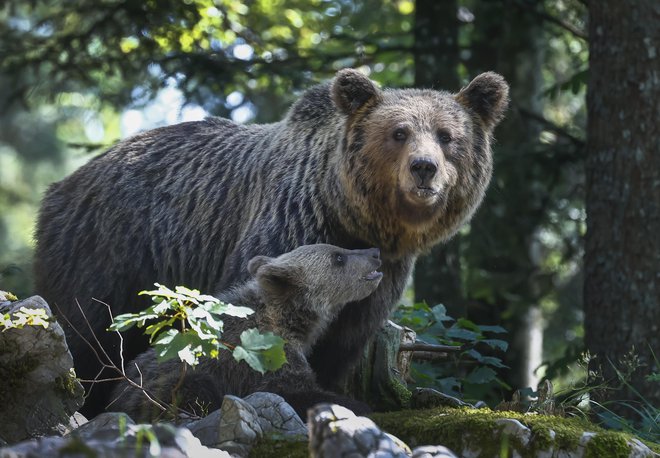 Sedemnajstletna medvedka je potomka slovenskih medvedov, ki so ju na Trentinsko pripeljali iz Slovenije leta 2000 in 2001 v okviru projekta EU Life Ursus (fotografija je simbolična). FOTO: Jože Suhadolnik/Delo