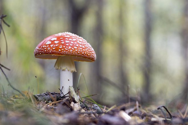 Če ljudje niso prepričani, ali je goba užitna ali ne, naj se izobrazijo, obrnejo na gobarska društva, kjer jim radi pomagajo pri dilemah. Zastrupitev z gobami je še preveč. Tudi na razne aplikacije za določanje vrst se sam ne bi preveč zanašal. FOTO: Shutterstock 