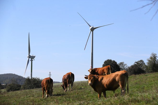 Dve tretjini slovenskih vetrnih elektrarn pri Razdrtem. FOTO: Dejan Javornik