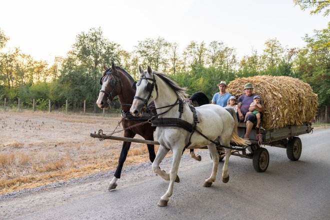 Prevoz koruze v Somborju v Srbiji. FOTO: Matjaž Tančič