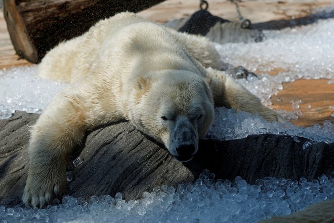 Severni medvedi sicer veljajo za ogroženo vrsto. Njihovo število v divjini je ocenjeno na približno 25.000. FOTO: David W Cerny/Reuters