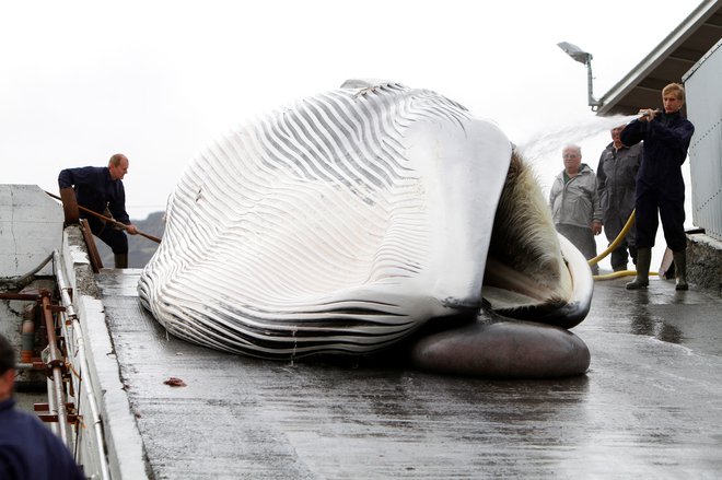 Islandija, Japonska in Norveška so med zadnjimi državami na svetu, ki ne spoštuje prepovedi Mednarodne komisije za lov na kite za komercialne namene. FOTO: Ingolfur Juliusson/Reuters