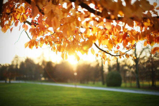 November je tu. FOTO: Jure Eržen/Delo