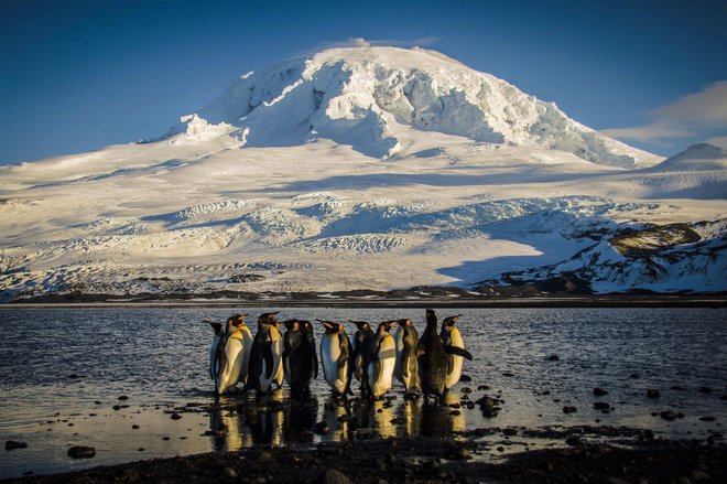 Na Antarktiki ne bodo več imeli miru niti cesarski pingvini. Foto Matt Curnock/AFP