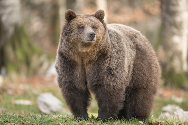 Velikega medveda, ki je morda breja medvedka, ni bilo, nas je pa obiskala medvedja družina. FOTO: Sebastjan Zelič 