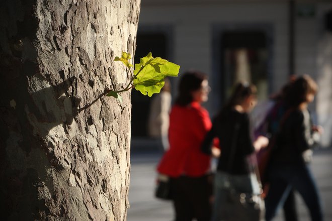 Prizor z ulic Ljubljane. Fotografija je simbolična. FOTO: Jure Eržen/Delo