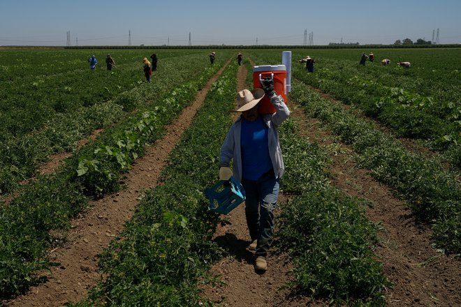 Kitajska je pridela kar tretjino svetovnega paradižnika, večino tega v regiji Xinjiang. FOTO: Loren Elliott/Reuters