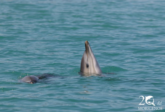 Tako je kukal iz morja mladiček, komaj dobro leto star navadni delfin. Prav ta se je poleti igral na Krku in Rabu, zdaj pa obiskuje Koper, Izolo in Miramare. FOTO: Morigenos