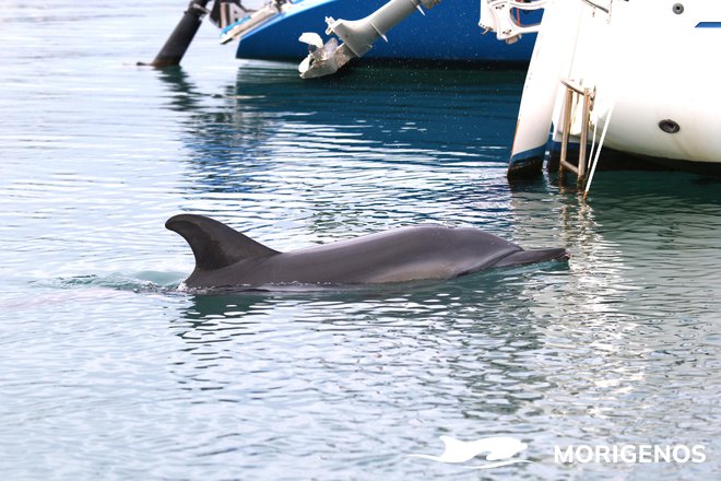 Navadni delfin (Delphinus delphi) je bil včeraj v izolskem mandraču povsem blizu čolnov. Pustite ga pri miru, opozarjajo strokovnjaki. FOTO: Morigenos