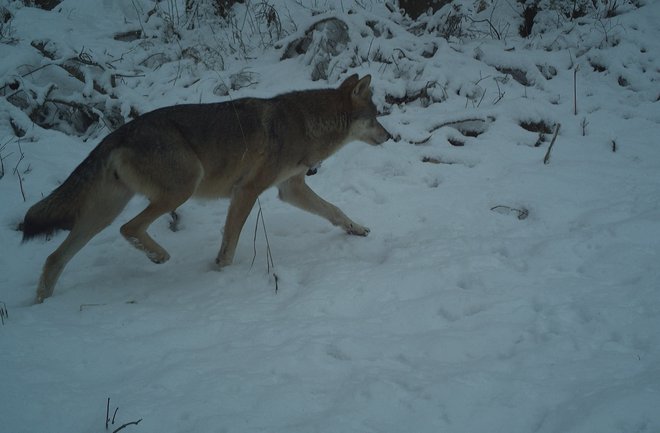 Širitev volka na Pohorje je bila pričakovana. FOTO: Zavod za gozdove